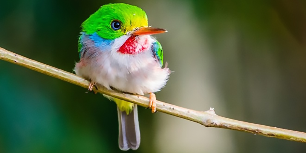 Cayo Guillermo: Cuba's Caribbean Paradise